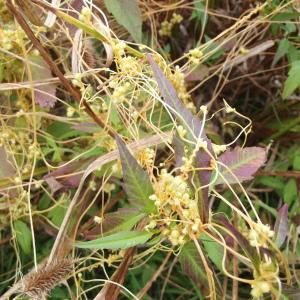 Photographie n°266834 du taxon Cuscuta scandens subsp. scandens 