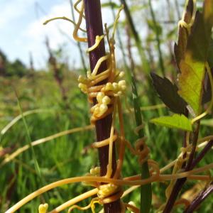 Photographie n°266835 du taxon Cuscuta scandens subsp. scandens 