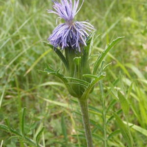 Photographie n°266877 du taxon Carthamus mitissimus L. [1753]