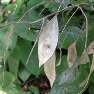 Photographie n°266907 du taxon Lunaria rediviva L. [1753]