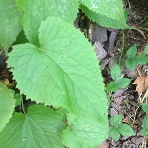 Photographie n°266908 du taxon Lunaria rediviva L. [1753]