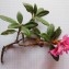  Dominique Remaud - Rhododendron ferrugineum L. [1753]