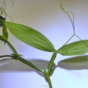  - Lathyrus latifolius var. latifolius