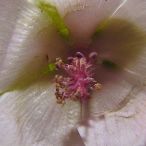 Photographie n°266965 du taxon Althaea officinalis L. [1753]