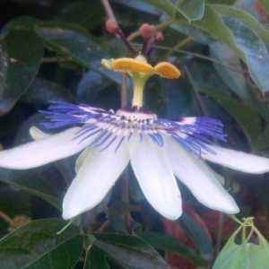 Passiflora caerulea L. (Fleur de la Passion)
