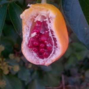  - Passiflora caerulea L. [1753]