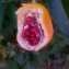  Florent Beck - Passiflora caerulea L. [1753]