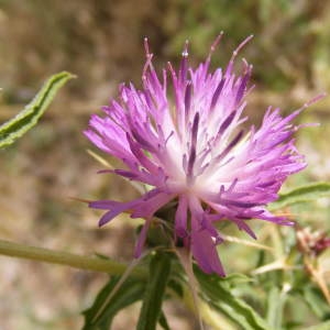 Photographie n°266987 du taxon Centaurea calcitrapa L. [1753]