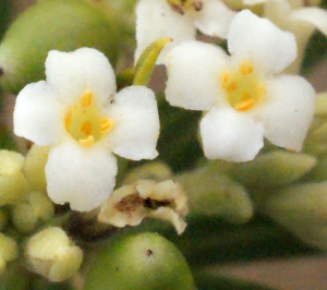 Liliane Roubaudi, le 17 septembre 2014 (Fleury (domaine de St Pierre la garrigue))