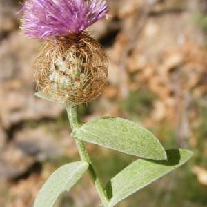 Photographie n°267022 du taxon Centaurea pectinata L. [1763]