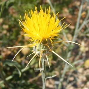 Photographie n°267023 du taxon Centaurea solstitialis L. [1753]