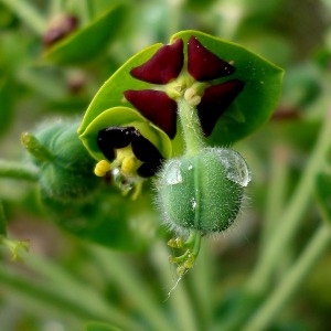 Photographie n°267024 du taxon Euphorbia characias L. [1753]