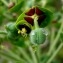 Euphorbia characias L. [1753] [nn25806] par Anne Vincent le 21/04/2014 - Suze-la-Rousse