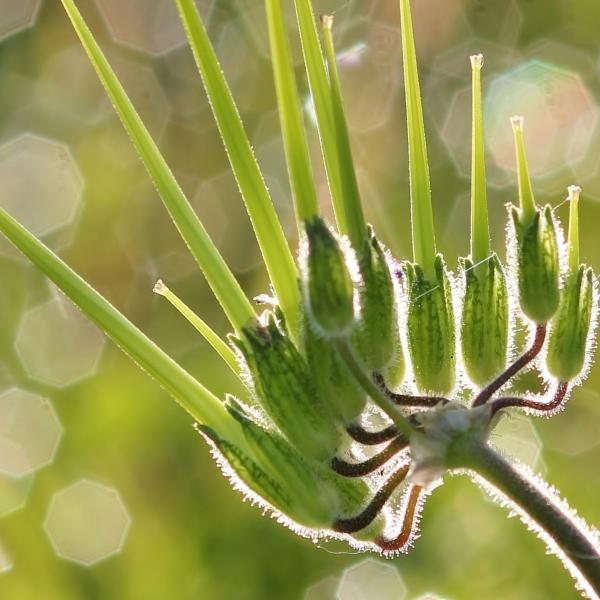 Erodium moschatum (L.) L'Hér. [1789] [nn25121] par Gilles SALAMA le 14/04/2013 - Balma