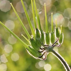 Photographie n°267049 du taxon Erodium moschatum (L.) L'Hér. [1789]