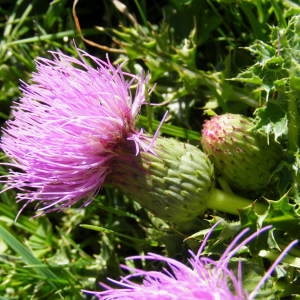 Photographie n°267080 du taxon Cirsium acaulon (L.) Scop. [1769]