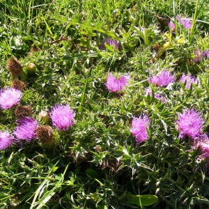 Photographie n°267081 du taxon Cirsium acaulon (L.) Scop. [1769]