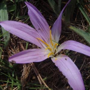 Photographie n°267121 du taxon Colchicum filifolium (Cambess.) Stef. [1926]