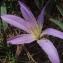  Genevieve Botti - Colchicum filifolium (Cambess.) Stef. [1926]