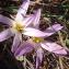  Genevieve Botti - Colchicum filifolium (Cambess.) Stef. [1926]