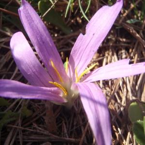 Merendera bulbocodium subsp. filifolia (Cambess.) Bonnier & Layens (Mérendéra à feuilles filiformes)