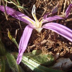 Photographie n°267124 du taxon Colchicum filifolium (Cambess.) Stef. [1926]