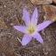  Genevieve Botti - Colchicum filifolium (Cambess.) Stef. [1926]