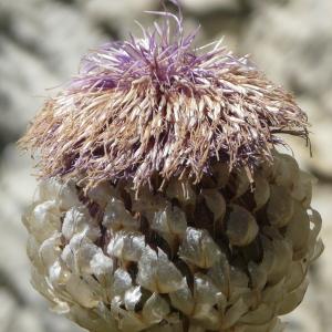 Rhaponticum heleniifolium Godr. & Gren. (Rhapontique à feuilles d'aunée)