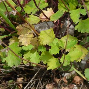 Photographie n°267136 du taxon Teucrium lucidum L. [1759]