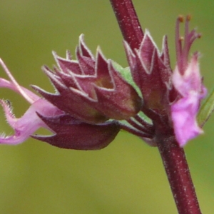 Photographie n°267137 du taxon Teucrium lucidum L. [1759]