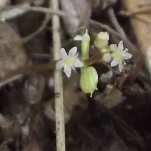 Hydrocotyle prolifera Maratti (Écuelle-d'eau)