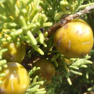 Photographie n°267306 du taxon Juniperus phoenicea subsp. turbinata (Guss.) Arcang. [1882]