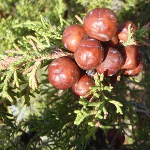 Photographie n°267307 du taxon Juniperus phoenicea subsp. turbinata (Guss.) Arcang. [1882]