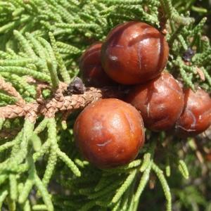 Photographie n°267310 du taxon Juniperus phoenicea subsp. turbinata (Guss.) Arcang. [1882]