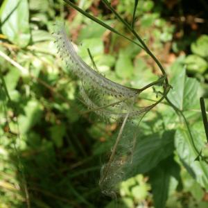 Photographie n°267324 du taxon Epilobium palustre L. [1753]