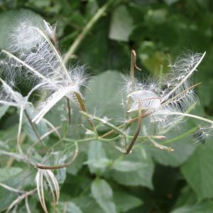 Photographie n°267325 du taxon Epilobium palustre L. [1753]