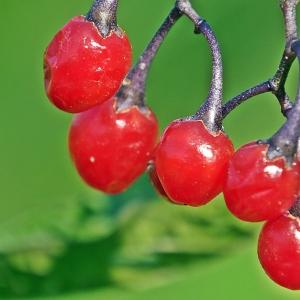 Photographie n°267329 du taxon Solanum dulcamara L. [1753]