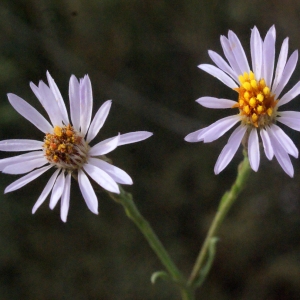 Photographie n°267419 du taxon Aster tripolium L. [1753]