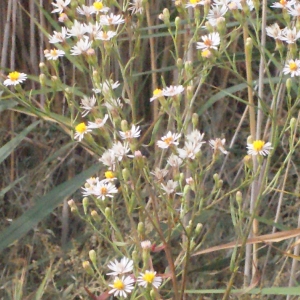 Photographie n°267429 du taxon Aster tripolium L. [1753]