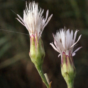 Photographie n°267434 du taxon Aster tripolium L. [1753]