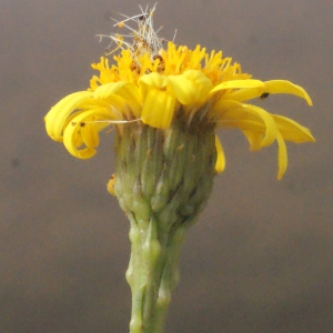 Photographie n°267438 du taxon Inula crithmoides L. [1753]