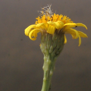 Photographie n°267439 du taxon Inula crithmoides L. [1753]