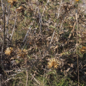 Photographie n°267487 du taxon Carlina corymbosa L. [1753]