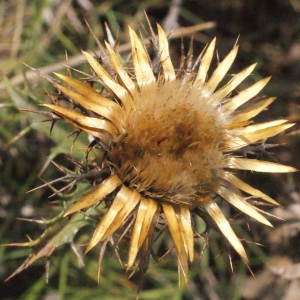 Photographie n°267488 du taxon Carlina corymbosa L. [1753]