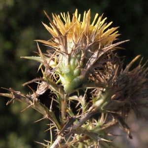 Photographie n°267494 du taxon Carlina corymbosa L. [1753]