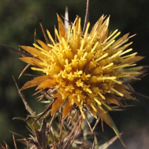 Photographie n°267496 du taxon Carlina corymbosa L. [1753]