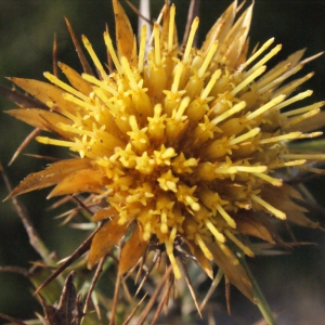 Photographie n°267497 du taxon Carlina corymbosa L. [1753]