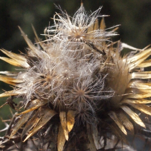 Photographie n°267499 du taxon Carlina corymbosa L. [1753]