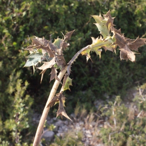 Photographie n°267508 du taxon Carlina corymbosa L. [1753]