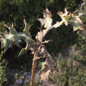 Photographie n°267509 du taxon Carlina corymbosa L. [1753]